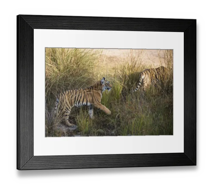 Framed Print : Bengal tiger (Panthera tigris tigris) cubs on the move, India, Rajasthan Framed Print : Bengal tiger (Panthera tigris tigris) cubs on the move, India, Rajasthan