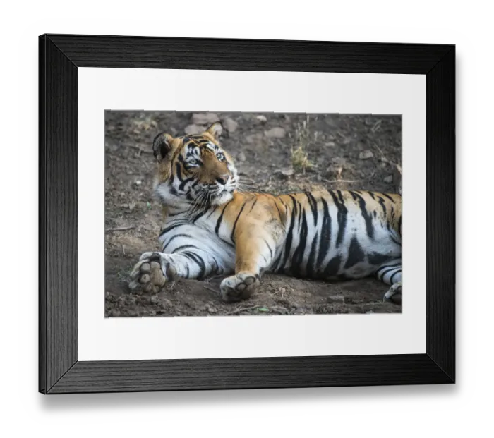 Framed Print : Bengal tiger (Panthera tigris tigris) lying down, India, Rajasthan Framed Print : Bengal tiger (Panthera tigris tigris) lying down, India, Rajasthan