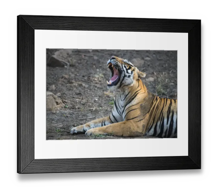 Framed Print : Bengal tiger (Panthera tigris tigris) yawning, India, Rajasthan Framed Print : Bengal tiger (Panthera tigris tigris) yawning, India, Rajasthan