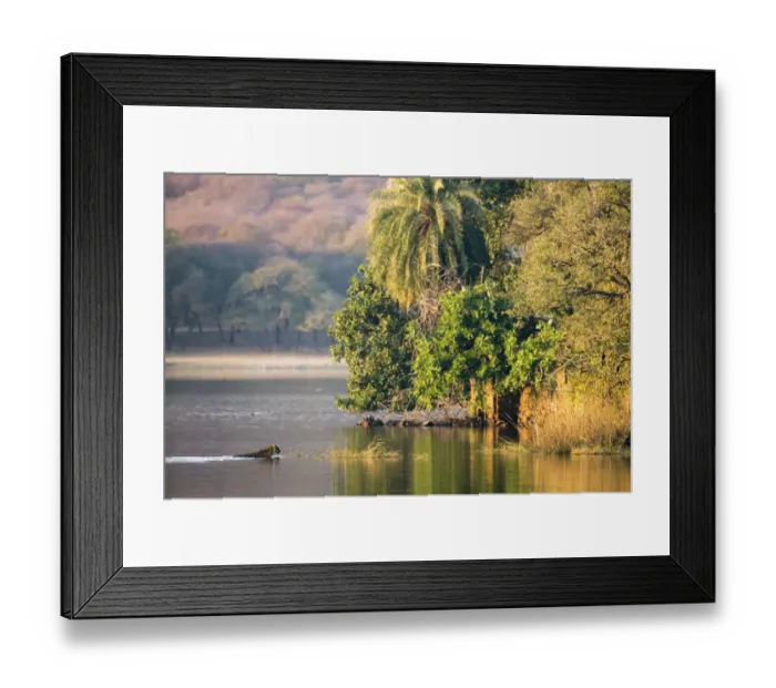 Framed Print : Bengal tigress (Panthera tigris tigris) swimming across Lake Rajbagh, India, Rajasthan
