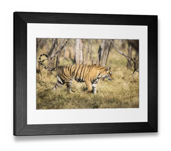 Framed Print : Bengal tigress (Panthera tigris tigris) on the move, India, Rajasthan