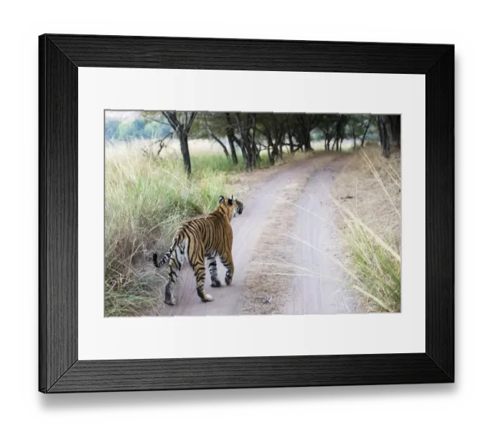 Framed Print : Bengal tigress (Panthera tigris tigris) on track, India, Rajasthan Framed Print : Bengal tigress (Panthera tigris tigris) on track, India, Rajasthan