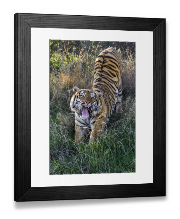 Framed Print : Bengal Tiger (Panthera tigris tigris) stretching and yawning, Tiger Canyons, Free State Framed Print : Bengal Tiger (Panthera tigris tigris) stretching and yawning, Tiger Canyons, Free State