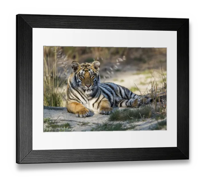 Framed Print : Young Bengal Tiger (Panthera tigris tigris) lying on the ground Framed Print : Young Bengal Tiger (Panthera tigris tigris) lying on the ground