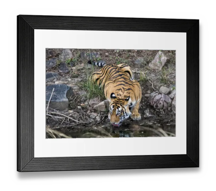 Framed Print : Bengal Tiger (Panthera tigris tigris) drinking, Ranthambore National Park, Rajasthan Framed Print : Bengal Tiger (Panthera tigris tigris) drinking, Ranthambore National Park, Rajasthan