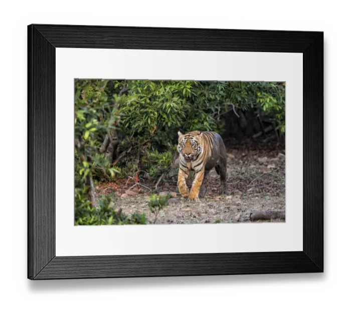 Framed Print : Bengal Tiger (Panthera tigris Tigris) coming out of the forest in Tadoba National Park in Framed Print : Bengal Tiger (Panthera tigris Tigris) coming out of the forest in Tadoba National Park in