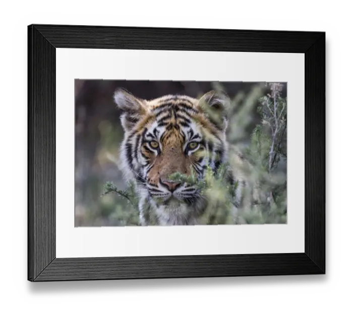 Framed Print : Tiger (Panthera tigris) adult portrait in close up, Free State, South Africa