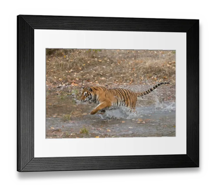 Framed Print : Siberian Tiger (Panthera tigris altaica) adult running through water Framed Print : Siberian Tiger (Panthera tigris altaica) adult running through water