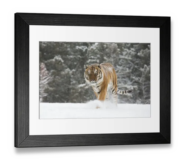 Framed Print : Siberian Tiger (Panthera Tigris Altaica) adult walking out of the woods through the snow Framed Print : Siberian Tiger (Panthera Tigris Altaica) adult walking out of the woods through the snow