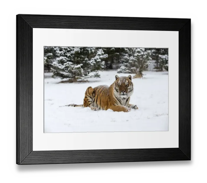 Framed Print : Siberian Tiger (Panthera Tigris Altaica) adult sitting in the snow, USA, Montana