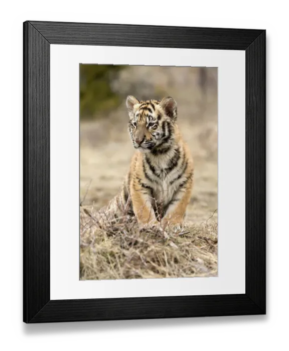 Framed Print : Siberian Tiger (Panthera Tigris Altaica) cub resting, USA, Montana Framed Print : Siberian Tiger (Panthera Tigris Altaica) cub resting, USA, Montana