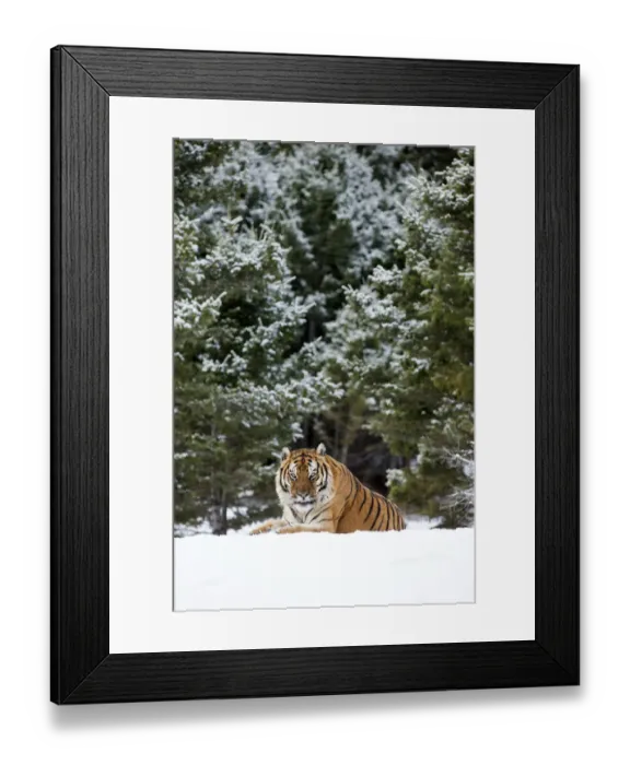 Framed Print : Siberian Tiger (Panthera Tigris Altaica) adult sitting in the snow on the edge of Framed Print : Siberian Tiger (Panthera Tigris Altaica) adult sitting in the snow on the edge of