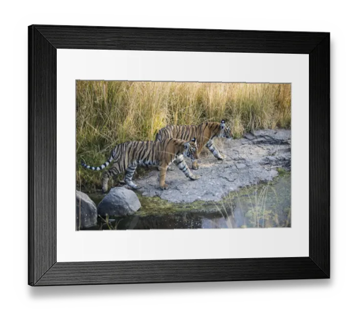Framed Print : Bengal tiger (Panthera tigris tigris) cubs on the move across rocks, India, Rajasthan Framed Print : Bengal tiger (Panthera tigris tigris) cubs on the move across rocks, India, Rajasthan