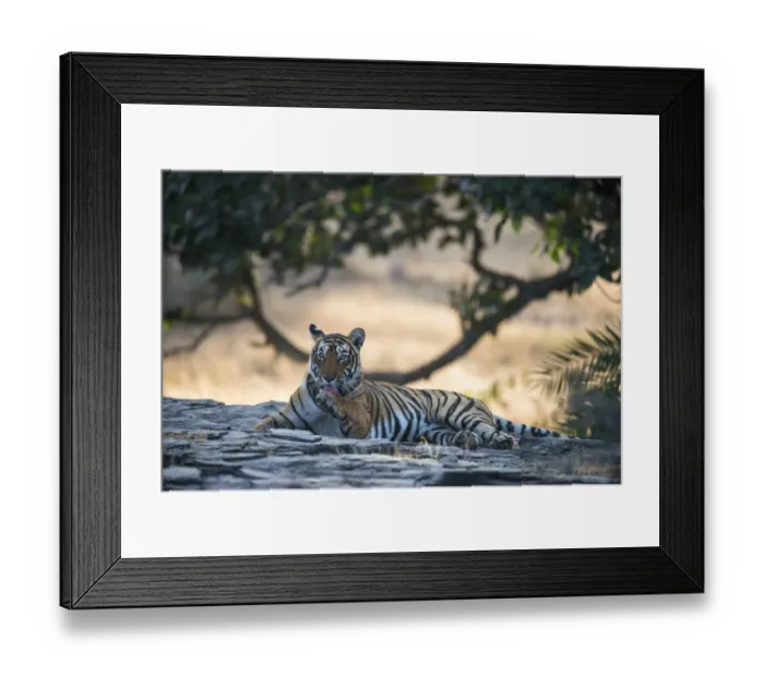 Framed Print : Bengal tigress (Panthera tigris tigris) licking paw, India, Rajasthan Framed Print : Bengal tigress (Panthera tigris tigris) licking paw, India, Rajasthan