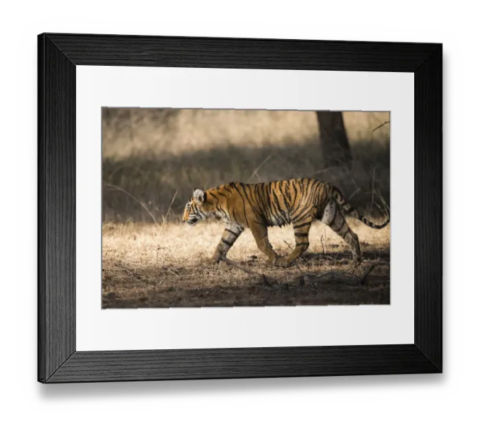 Framed Print : Bengal tiger (Panthera tigris tigris) cub on the move, India, Rajasthan Framed Print : Bengal tiger (Panthera tigris tigris) cub on the move, India, Rajasthan
