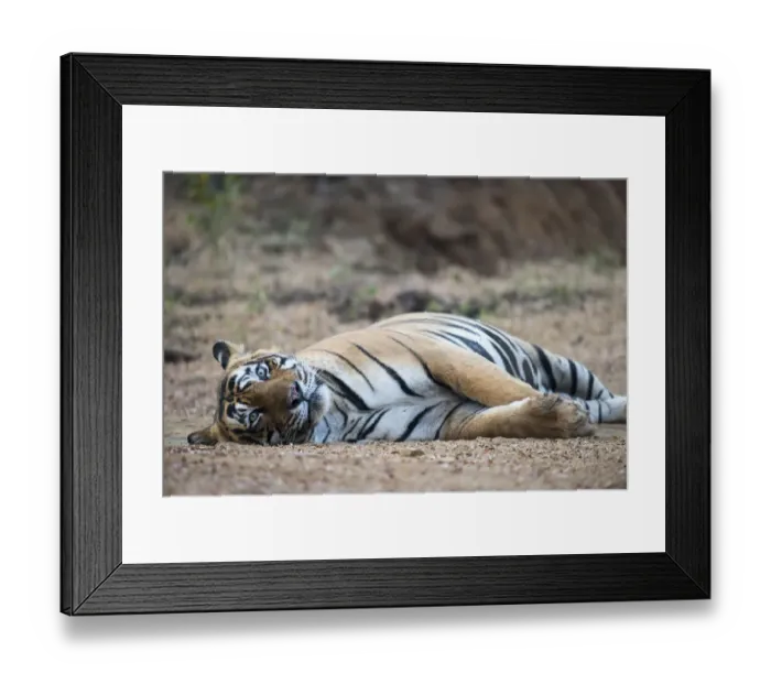 Framed Print : Bengal tiger (Panthera tigris tigris) lying on track, India, Rajasthan Framed Print : Bengal tiger (Panthera tigris tigris) lying on track, India, Rajasthan