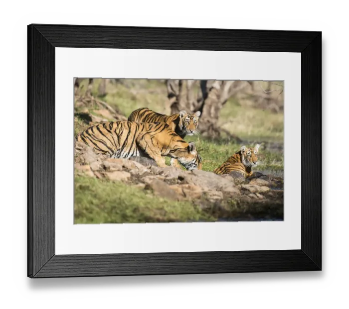 Framed Print : Bengal tiger (Panthera tigris tigris) mother drinking with cubs, India, Rajasthan Framed Print : Bengal tiger (Panthera tigris tigris) mother drinking with cubs, India, Rajasthan