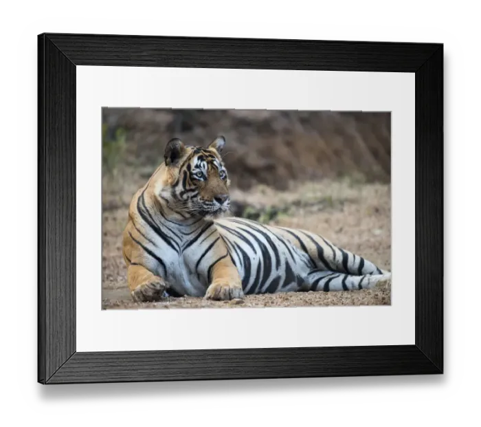 Framed Print : Bengal tiger (Panthera tigris tigris) sitting on track, India, Rajasthan Framed Print : Bengal tiger (Panthera tigris tigris) sitting on track, India, Rajasthan