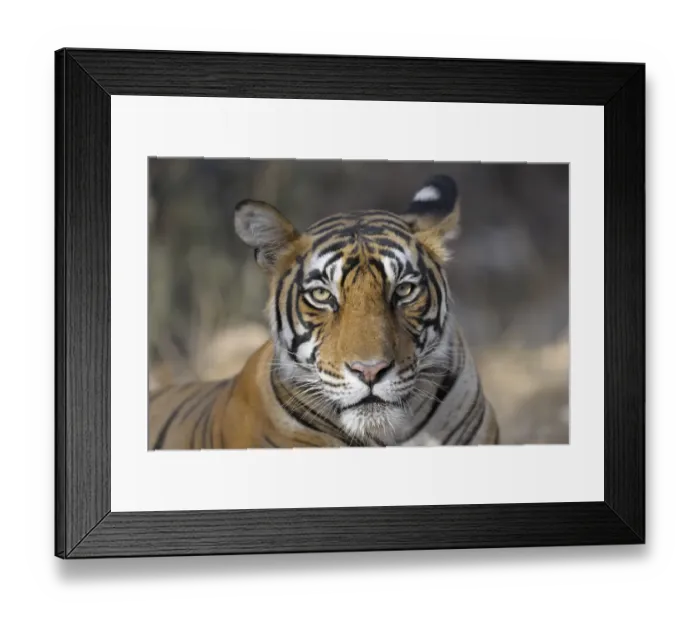 Framed Print : Bengal Tiger (Panthera tigris tigris) portrait, India, Rajasthan, Sawai Madhopur Framed Print : Bengal Tiger (Panthera tigris tigris) portrait, India, Rajasthan, Sawai Madhopur
