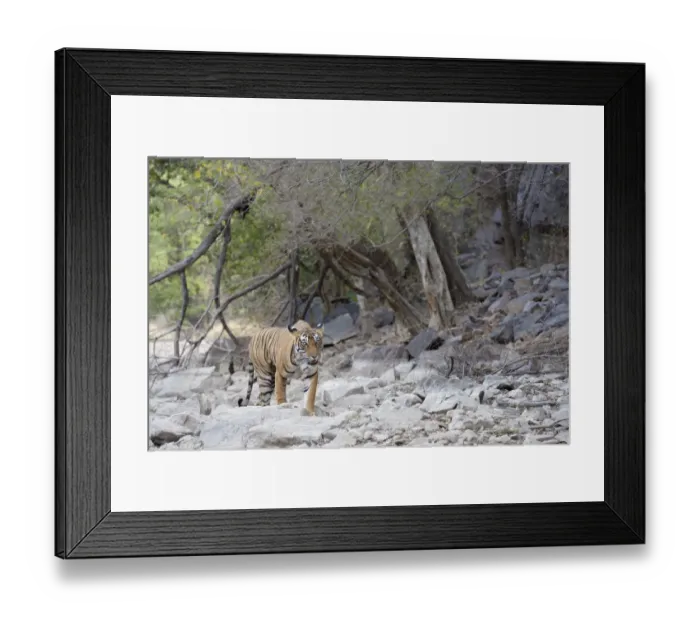 Framed Print : Bengal Tiger (Panthera tigris tigris) walking on rocky surface Framed Print : Bengal Tiger (Panthera tigris tigris) walking on rocky surface