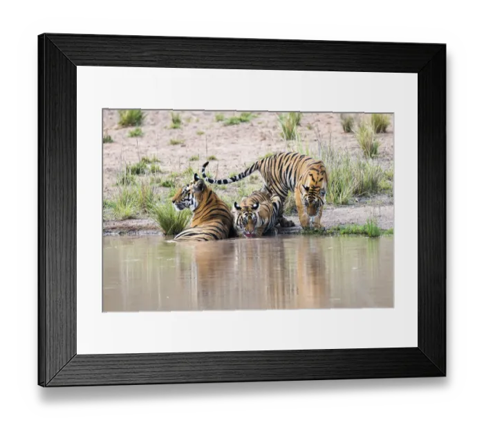 Framed Print : Bengal tiger (Panthera tigris tigris) mother with cubs at edge of pool, India Framed Print : Bengal tiger (Panthera tigris tigris) mother with cubs at edge of pool, India