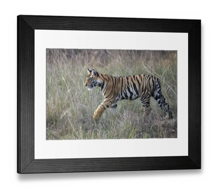 Framed Print : Bengal Tiger (Panthera tigris tigris) cub in long grasses, India, Madhya Pradesh Framed Print : Bengal Tiger (Panthera tigris tigris) cub in long grasses, India, Madhya Pradesh