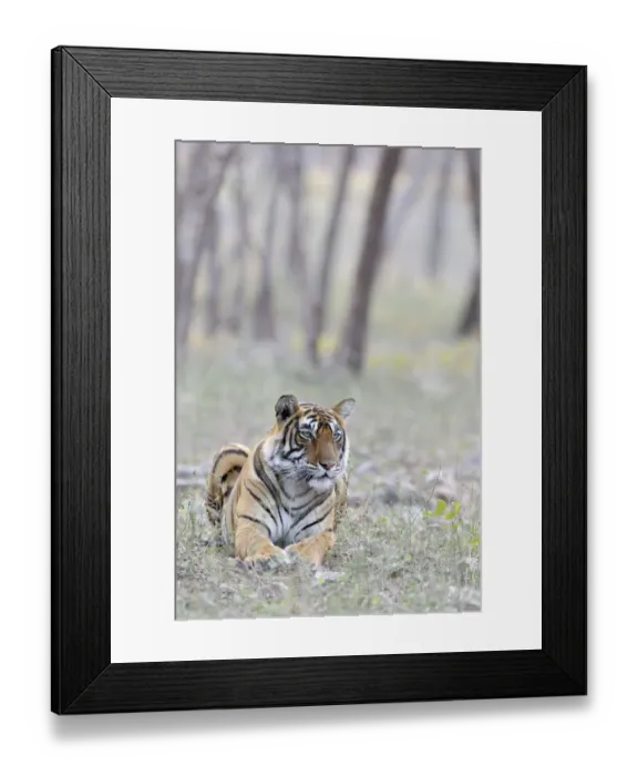 Framed Print : Bengal Tiger(Panthera tigris tigris) lying in grass with trees in background, India Framed Print : Bengal Tiger(Panthera tigris tigris) lying in grass with trees in background, India