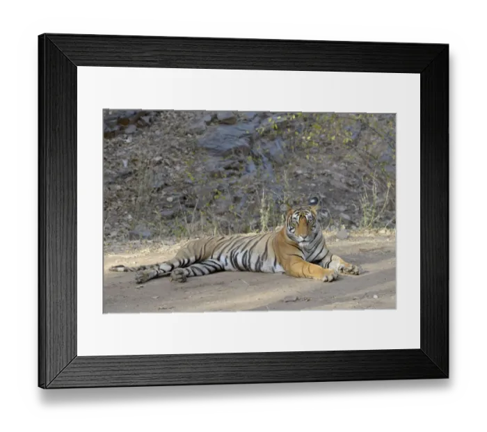 Framed Print : Bengal Tiger ( Panthera tigris tigris) relaxing, looking at camera, India, Ranthambore Framed Print : Bengal Tiger ( Panthera tigris tigris) relaxing, looking at camera, India, Ranthambore