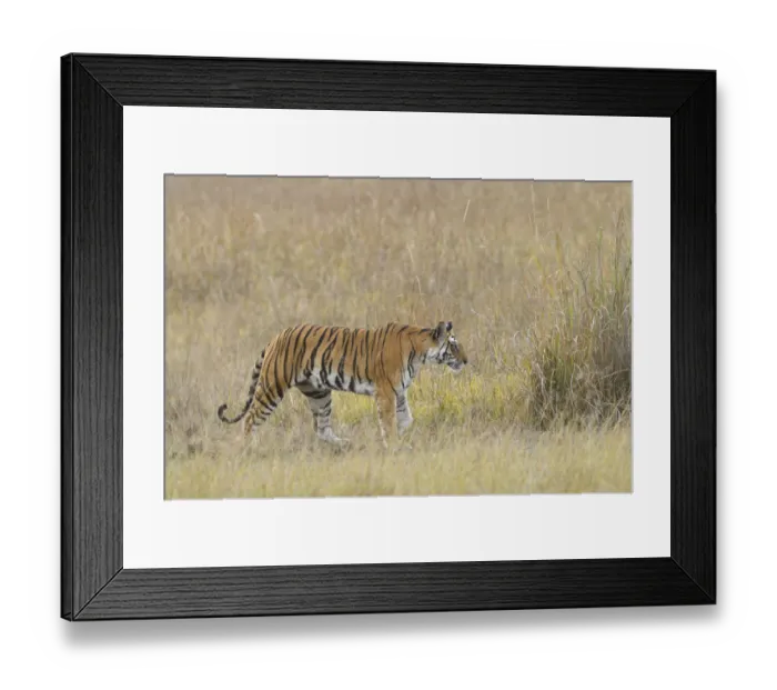 Framed Print : a Tigress (Panthera tigris) is walking through an open field covered with high grass Framed Print : a Tigress (Panthera tigris) is walking through an open field covered with high grass