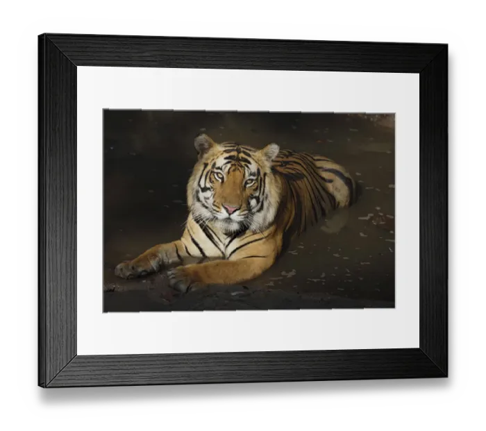 Framed Print : Bengal Tiger (Panthera tigris tigris) in water, India, Madhya Pradesh, Bandhavgarh Framed Print : Bengal Tiger (Panthera tigris tigris) in water, India, Madhya Pradesh, Bandhavgarh