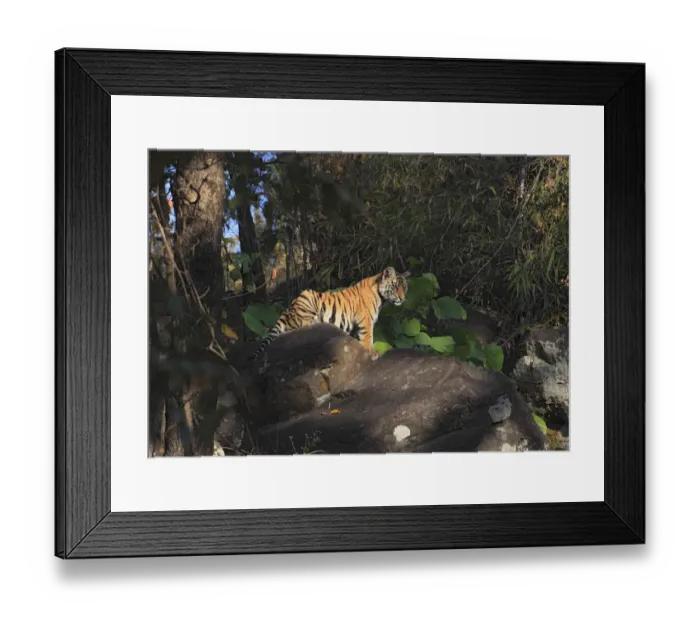 Framed Print : Bengal Tiger (Panthera tigris tigris) cub in front of the den, India Framed Print : Bengal Tiger (Panthera tigris tigris) cub in front of the den, India