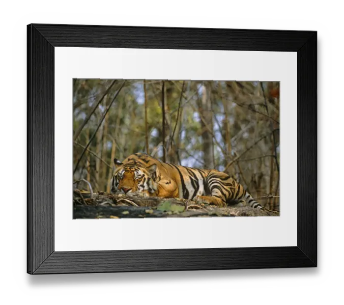 Framed Print : Bengal tiger (Panthera tigris tigris) sleeping on rock in forest, India, Madhya Pradesh Framed Print : Bengal tiger (Panthera tigris tigris) sleeping on rock in forest, India, Madhya Pradesh