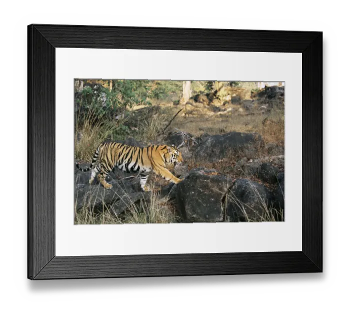 Framed Print : Bengal tiger (Panthera tigris tigris) walking over rocks, India, Madhya Pradesh Framed Print : Bengal tiger (Panthera tigris tigris) walking over rocks, India, Madhya Pradesh