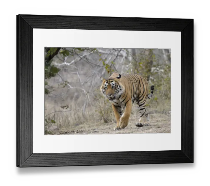 Framed Print : Bengal Tiger (Panthera tigris tigris) walking facing forwards, India, Rajasthan Framed Print : Bengal Tiger (Panthera tigris tigris) walking facing forwards, India, Rajasthan