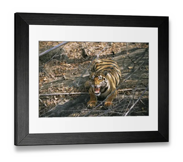 Framed Print : Bengal tiger (Panthera tigris tigris) snarling, India, Madhya Pradesh Framed Print : Bengal tiger (Panthera tigris tigris) snarling, India, Madhya Pradesh