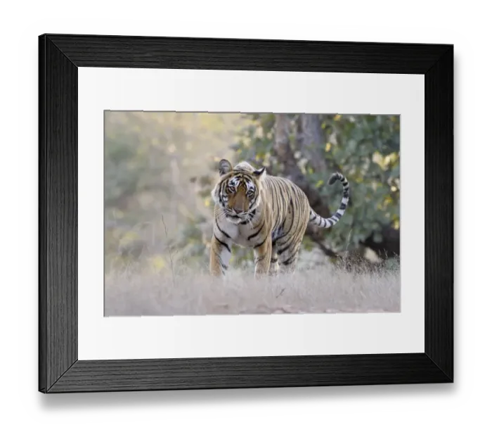 Framed Print : Bengal Tiger walking in grass, with low angle. India, Rajasthan, Sawai Madhopur Framed Print : Bengal Tiger walking in grass, with low angle. India, Rajasthan, Sawai Madhopur
