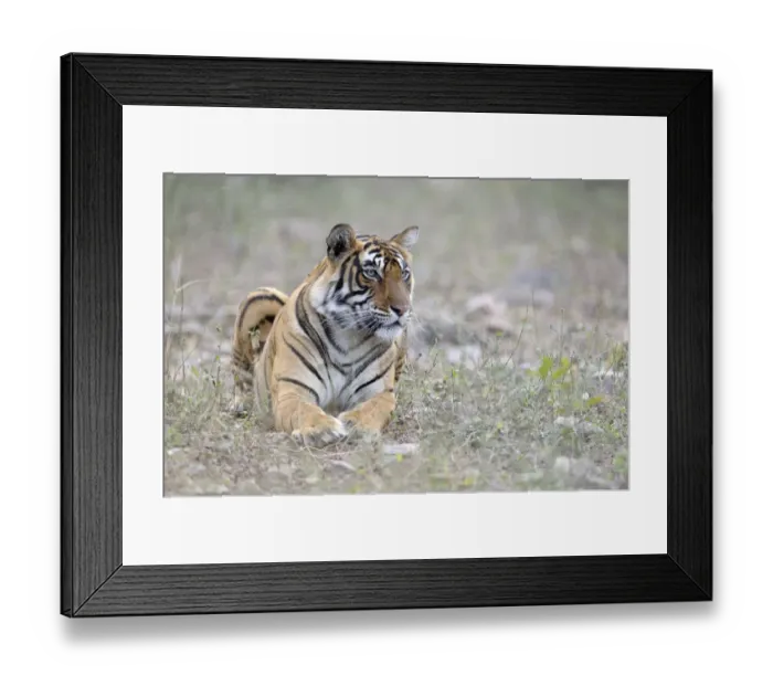 Framed Print : Bengal Tiger lying in grass, India, Rajasthan, Sawai Madhopur Framed Print : Bengal Tiger lying in grass, India, Rajasthan, Sawai Madhopur