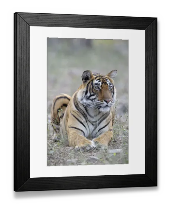 Framed Print : Bengal Tiger (Panthera tigris tigris) lying in grass, India, Rajasthan, Sawai Madhopur Framed Print : Bengal Tiger (Panthera tigris tigris) lying in grass, India, Rajasthan, Sawai Madhopur