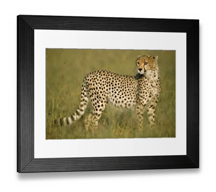 Framed Print : Young cheetah (Acinonyx jubatus) on savanna, Kenya, Masai Mara National Reserve Framed Print : Young cheetah (Acinonyx jubatus) on savanna, Kenya, Masai Mara National Reserve
