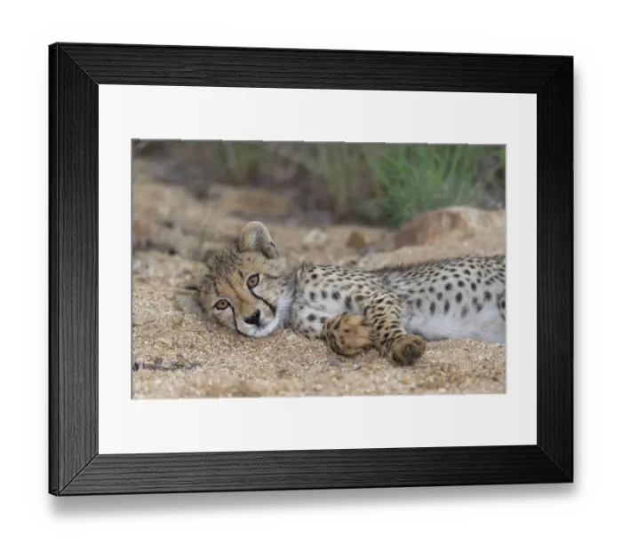 Framed Print : Cheetah (Acinonyx jubatus) cub resting in a small riverbed, South Africa, Mpumalanga Framed Print : Cheetah (Acinonyx jubatus) cub resting in a small riverbed, South Africa, Mpumalanga