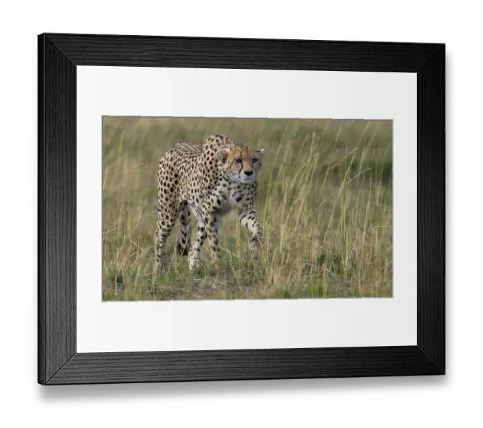 Framed Print : Cheetah (Acinonyx jubatus) hunting, Kenya, Masai Mara National Reserve