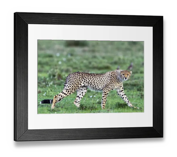 Framed Print : cheetah (Acinonyx jubatus) walking on the Serengeti Plains, Tanzania, Serengeti Framed Print : cheetah (Acinonyx jubatus) walking on the Serengeti Plains, Tanzania, Serengeti