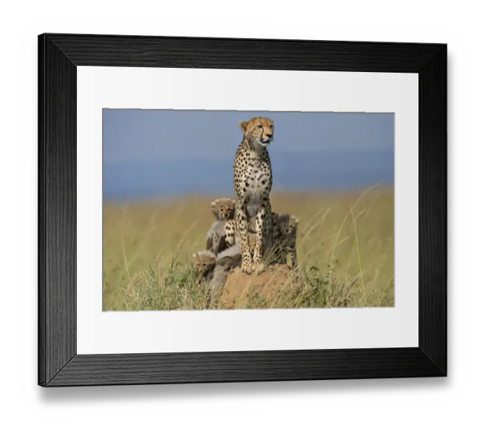 Framed Print : Cheetah (Acinonyx jubatus) adult with cubs, browsing the surroundings, Kenya Framed Print : Cheetah (Acinonyx jubatus) adult with cubs, browsing the surroundings, Kenya