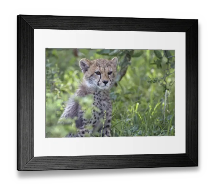 Framed Print : Cheetah (Acinonyx jubatus) cub, sitting in green bush, South Africa, Limpopo
