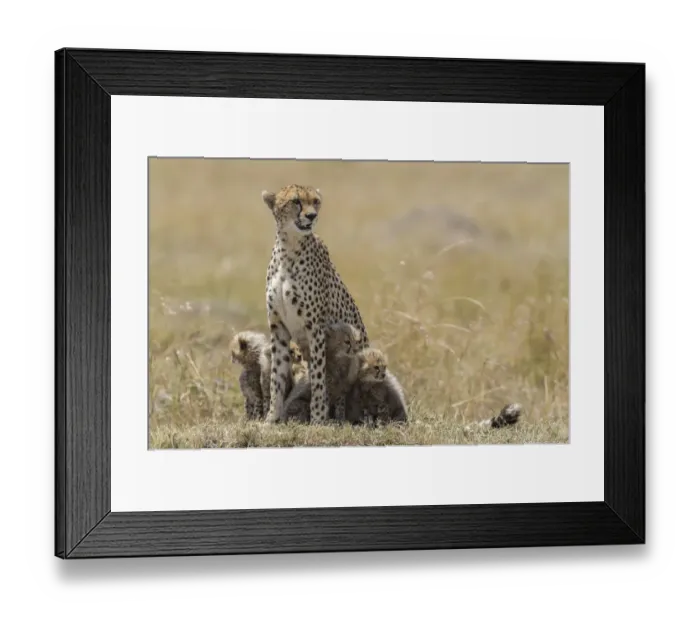 Framed Print : Alert female Cheetah (Acinonyx jubatus) protecting her cubs, Kenya, Narok County Framed Print : Alert female Cheetah (Acinonyx jubatus) protecting her cubs, Kenya, Narok County