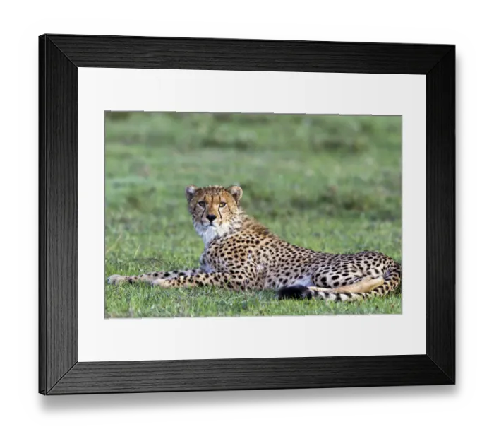 Framed Print : Cheetah (Acinonyx jubatus) resting in the grass, Tanzania, Serengeti Framed Print : Cheetah (Acinonyx jubatus) resting in the grass, Tanzania, Serengeti