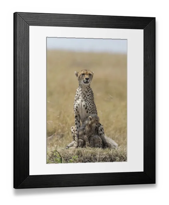 Framed Print : Female Cheetah (Acinonyx jubatus) and her two cubs on the lookout, Kenya, Narok County Framed Print : Female Cheetah (Acinonyx jubatus) and her two cubs on the lookout, Kenya, Narok County