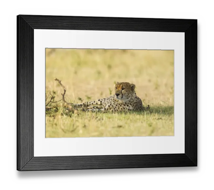 Framed Print : Cheetah (Acinonyx jubatus) laying in the shadow, Kenya, Masai Mara National Reserve Framed Print : Cheetah (Acinonyx jubatus) laying in the shadow, Kenya, Masai Mara National Reserve