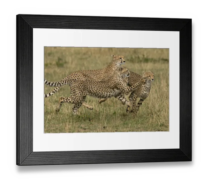 Framed Print : Cheetahs (Acinonyx jubatus) running, Kenya, Masai Mara National Reserve Framed Print : Cheetahs (Acinonyx jubatus) running, Kenya, Masai Mara National Reserve