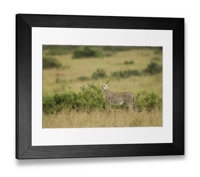 Framed Print : Cheetah (Acinonyx jubatus) standing on the savanna, Kenya, Masai Mara National Reserve Framed Print : Cheetah (Acinonyx jubatus) standing on the savanna, Kenya, Masai Mara National Reserve